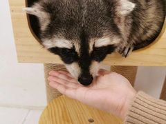 -浣熊柯尔鸭土拨鼠·电玩咖