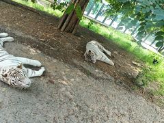 -大连森林动物园