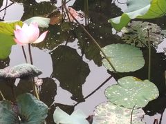 -荔湾湖公园
