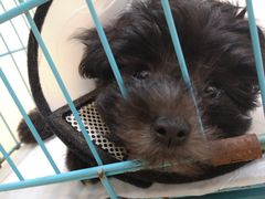 -瑞派康怡24h宠物医院·犬猫医疗中心·微创绝育(瑞景分院)