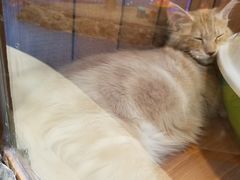 -龟与熊猫宠物公园(南坪店)