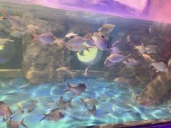 -梦幻海洋王国(吾悦广场张家港店)
