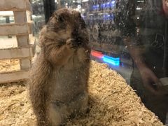 -宠物世家(仲盛世界商城店)