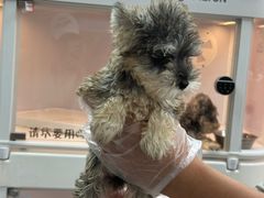 -翊宠yipet猫狗购宠庄园