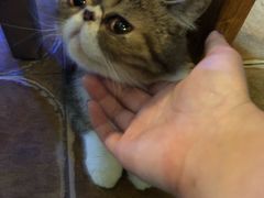 -李小姐の猫咖啡馆(五角场店)