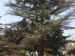 -金城公园