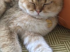 -猫在这儿猫咪咖啡馆·撸猫馆