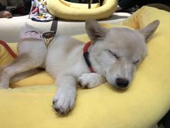 -逗柴咖啡屋·狗咖猫咖宠物桌游
