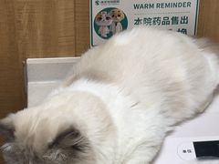 -瑞派宠物医院·24h·骨外科·皮肤科·全科宠物医疗转诊中心(沈阳浑南院)