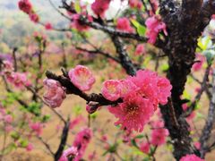 -南国桃园旅游度假区