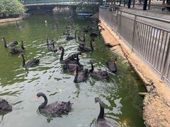 -深圳野生动物园