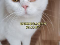 -lincat·猫舍(广州店)