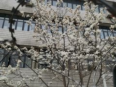 -桃花堤公园