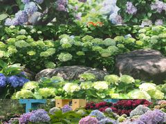 -天适樱花悠乐园