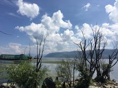 -才村湿地公园