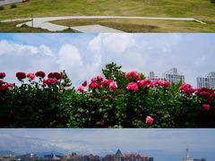 -小麦岛公园