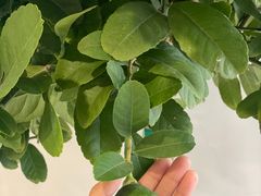 -碗中海·蒸汽海鲜·桑拿鸡(岭南天地店)