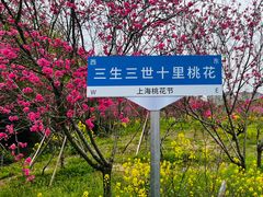 -南汇桃花村