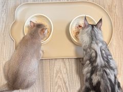 -喵zoo家庭繁育猫舍(尖东智能花园店)