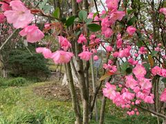 -金鸡湖桃花岛