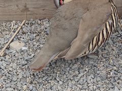 -青藏高原野生动物园