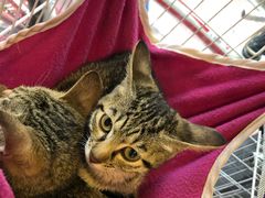 -猫咪博物馆(顶澳仔猫街店)