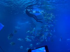 -烟台海昌鲸鲨海洋公园