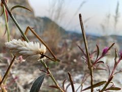 -黄埔油麻山森林公园