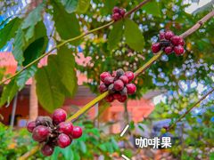 -兴隆隆苑咖啡庄园