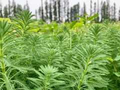 -百翠山居.家飨餐厅