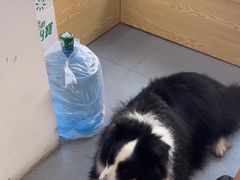 -芭比堂动物医院·心脏专科·夜诊·吉雅分院