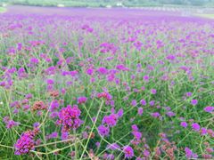 -紫颐香薰山谷景区
