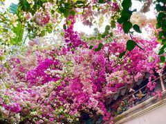 -深圳国际园林花卉博览园