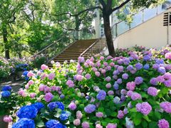 -上海滨江森林公园