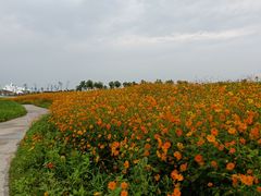 -洪湖湿地生态园