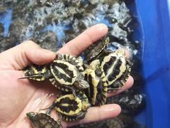 -清平路水族市场