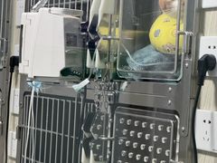 -半岛宠物医院24小时(科华中路店)