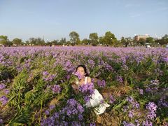 -荷兰花海