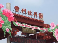 -曹州牡丹园