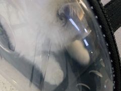 -宠颐生嘉德动物医院