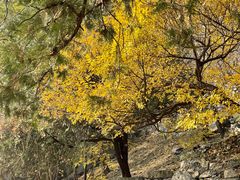 -北京鹫峰国家森林公园