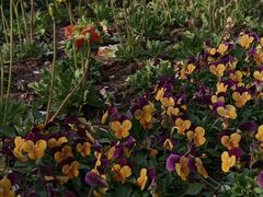 -国家植物园南园