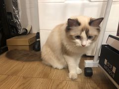 -iF摄影•全家福•证件照•形象照(南山店)