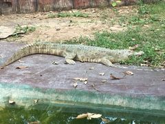 -清迈夜间动物园