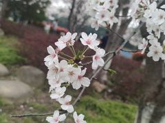 -高东镇樱花园