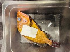 石斑鱼-凯悦酒家