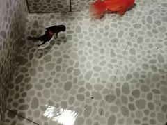 -大自然花鸟鱼虫市场