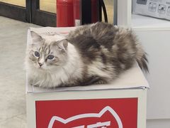 -纳吉亚猫专科动物医院·北北分院