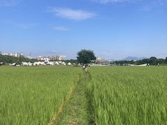 -艾米稻香小镇