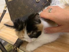 -平行世界·猫咖(首经贸店)